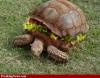 turtleburger's Avatar
