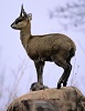 Klipspringer's Avatar