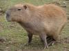 capybara's Avatar