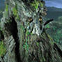 TreeBeard13's Avatar