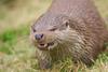 evilleotter's Avatar