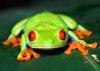The Tree Frog