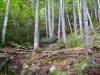 Nancy Brook Trail by Tobit in Hammock Landscapes