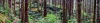 Oregon Forest Pan by SlowBro in Hammock Landscapes