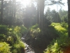 Mt Leconte & Green Briar 06 2011 Pt.1 by GregScuba in Group Campouts