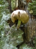 Mt Leconte & Green Briar 06 2011 Pt.2 by GregScuba in Group Campouts