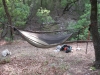 Eldorado's Warbonnet Blackbird by Eldorado in Hammocks