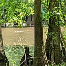 Congaree NP by outdoorsguy in Hammock Landscapes