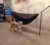 Basement Hanging by OneClick in Hammocks