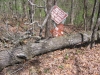 Fallen Tree