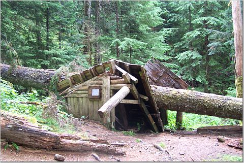 tree smashes emergency shelter