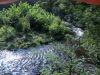 Conasauga River Hang by fishshocker in Hammock Landscapes