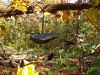 Hang'n In The Outdoors With Fall Colors... by larrybourgeois in Hammocks