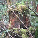 hike in the tillamook burn