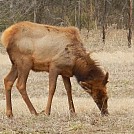 BRT Elk