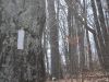Appalachian Trail Hike by Speedy in Hammock Landscapes