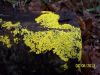 Mohican 1 - Yellow Lichen by Trail Runner in Hammock Landscapes