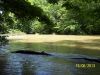 Mohican 2 - Swollen Clear Fork River by Trail Runner in Hammock Landscapes
