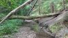 Mohican 3 - Stream 2 by Trail Runner in Hammock Landscapes
