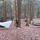 Stokes State Forest Hang by The Tree Frog in Hammock Landscapes