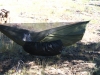 Warbonnet Blackbird by warbonnetguy in Hammocks