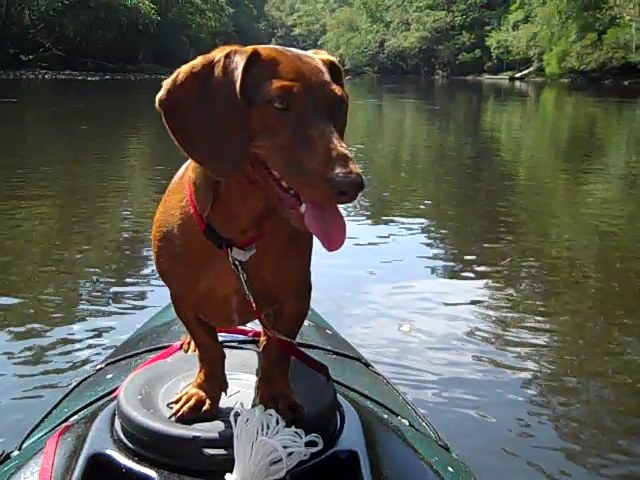 River Dog