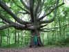 Massive Old Growth Beech In N. Maryland