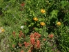 Tiger Lillies And Paintbrush In North Cascades