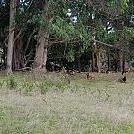 Camp Hogs by Carrico in Hammock Landscapes