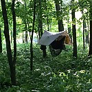 Beautiful day in the woods by Platypus Maximus in Hammocks