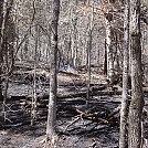 Burned Trail