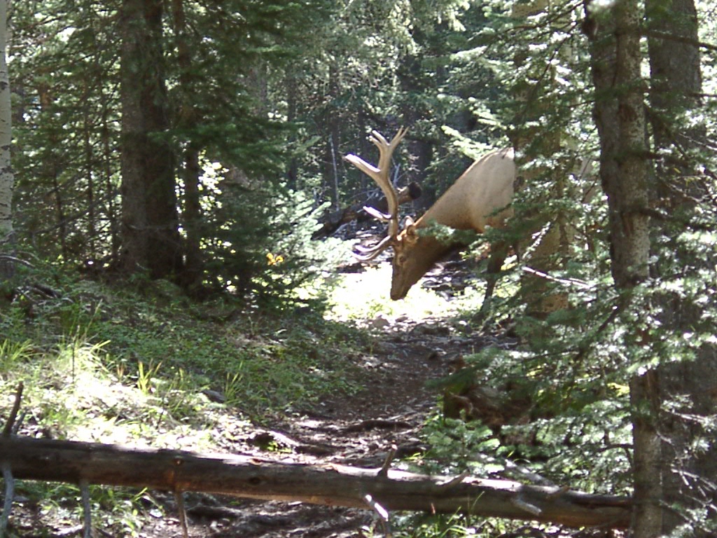 Big Buck On The Trail - Gila Wilderness