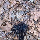 Bear Scat by ObdewlaX in Faces