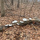 More Fungi by ObdewlaX in Tips  and Tricks