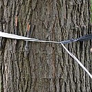 Tree strap with sticks for chocks