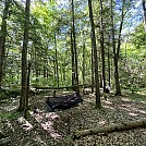 Bradford State Forest, NY