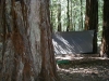 Camping In The Redwoods by Greg Dunlap in Hammocks